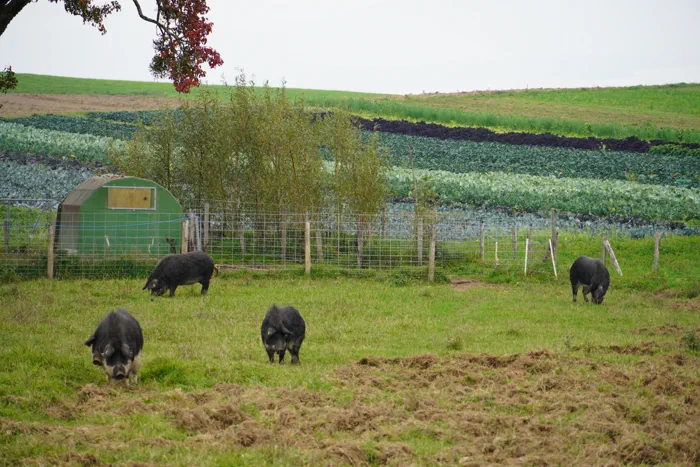 Nos productions - Viande de porcs laineux